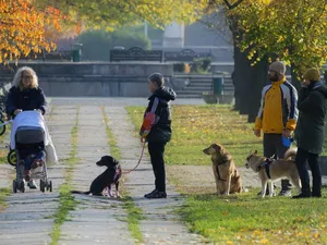 Cel mai scump animal de companie din costă 2 milioane de dolari - Foto: Pixabay - cu rol ilustrativ