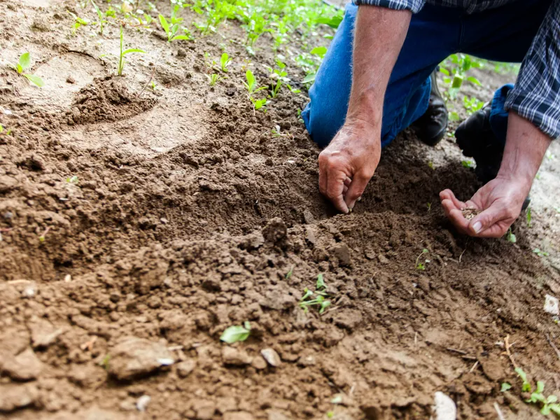 Zațul de cafea pentru plante- Foto: PEXELS PHOTOS/Binyamin Mellish