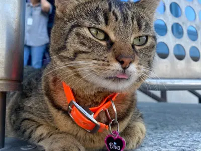 Mascota Aeroportului Otopeni a dispărut. Angajații fac un apel pentru pisica Vasi Foto: Facebook/ Aeroportul Otopeni