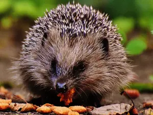 Bursucii, aricii și pisicile se luptă pentru hrană /Foto: awf.org/wildlife-conservation