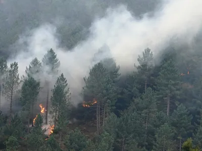 Incendiu de vegetație - Foto: Profimedia