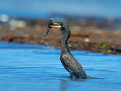 Omorârea cormoranilor nu ajută peștele din Deltă - Foto: europafm.ro