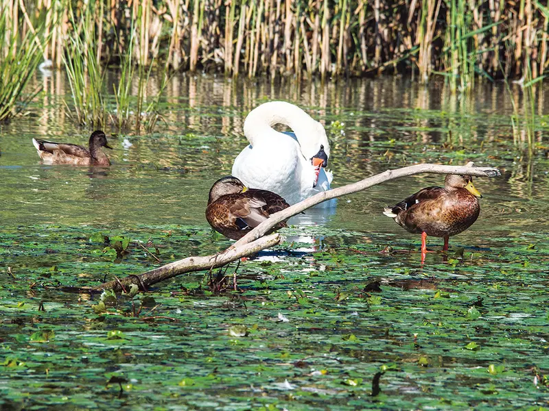 Lucrările de adaptare a Canalului Bîstroe la circulația navală comercială ar distruge părți din fauna și flora rezervației naturale unice în lume - Foto: Profimedia Images