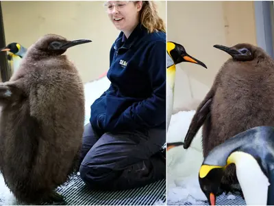 Pufoșenia virală a momentului! Cum a devenit faimos la nivel mondial PESTO, cel mai dolofan pinguin - FOTO: Facebook SEA LIFE Melbourne Aquarium (imagine cu rol ilustrativ)