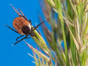 Vaccin împotriva bacteriei care cauzează boala Lyme, dezvoltat cu ajutorul tehnologiei ARNm - Foto: Profimedia Images