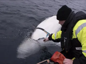 Balena Beluga spion-Foto: alliance/dw