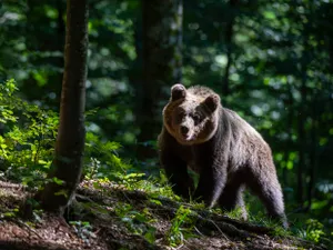 Traseele turistice Brașov - Tâmpa, „infestate” cu urși. În Bușteni se plimbă liberi pe străzi - Foto: Profimedia images - Caracter ilustrativ