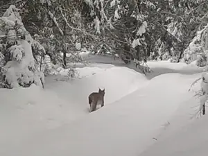 Râs surprins în Munții Apuseni - Foto: Captură video Youtube/Parcul Natural Apuseni