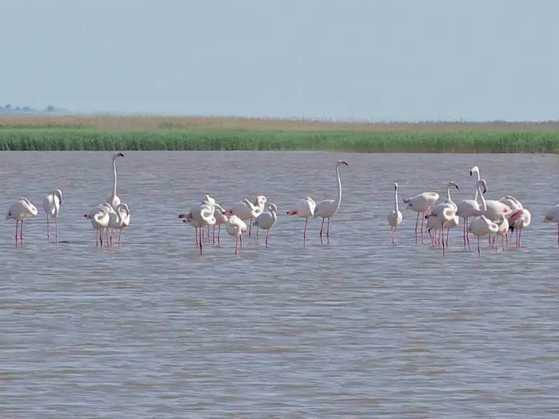 Scene exotice pe plaja Mării Negre. Mai multe păsări Flamingo au fost văzute în Eforie Foto: captură video Observator