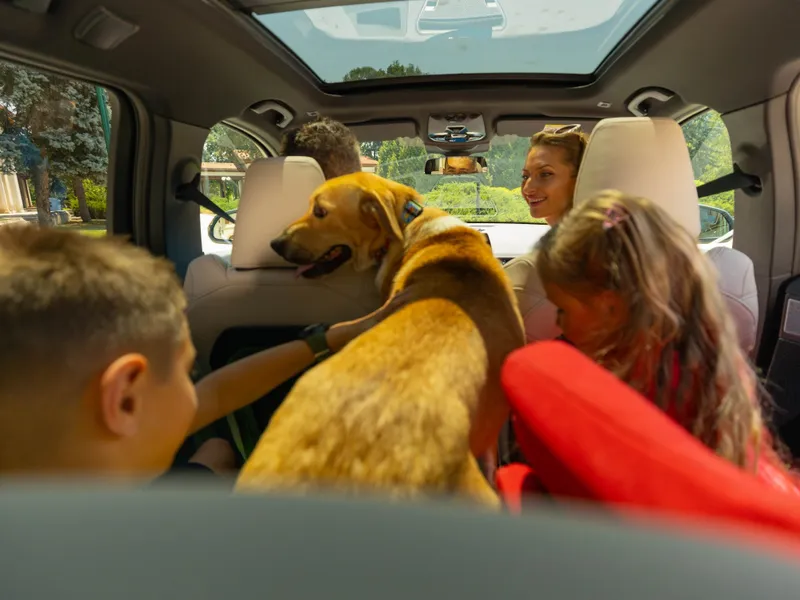 Rata abandonului animalelor de companie, la cote alarmante. 30% dintre câini duși chiar de stăpâni - Foto: Cătălin Oprițescu - For a lifetime journey