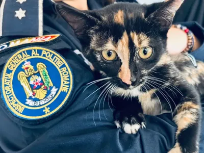 Pisică abandonată, salvată de polițiști. I-au găsit imediat un nou stăpân. Unde se afla felina? - Foto: neamt365.ro