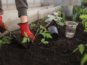 Motivul pentru care ar trebui să pui în februarie ketchup în grădină. Curăță tot din jur - Foto: Profimedia Images (imagine cu rol ilustrativ)