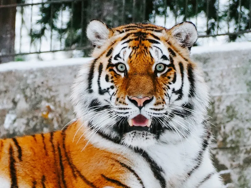 Tigrul a atacat un vizitator al grădinii zoologice Foto: Unsplash.com (imagine cu rol ilustrativ)