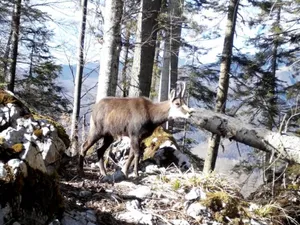 Imagini inedite cu niște capre negre au fost surpinse în Munții Apuseni. Se găsesc printre stânci Foto: captură video Facebook/Romsilva