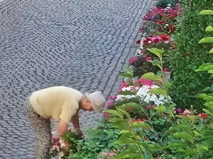 Grădina Episcopiei Greco-Catolice din Oradea, prădată. O femeie și-a umplut plasele cu flori - Foto: captură video