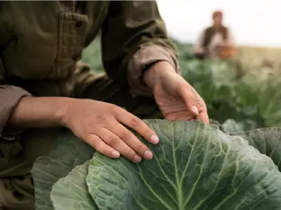 Agricultura ar putea fi relansată - Foto: Freepik.com (rol ilustrativ)