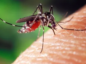 Bărbat cu West Nile, internat de 19 zile, în stare gravă. Un preot infectat cu virusul a murit - Foto: Profimedia images (Imagine cu rol ilustrativ)