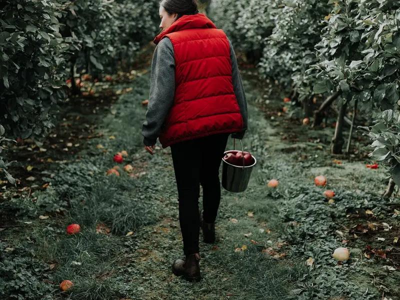 Românii sunt ademeniți la muncă în livezi Foto: Unsplash.com - rol ilustrativ