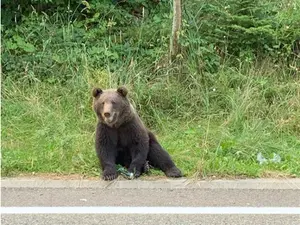 Poliţia a deschis anchetă în cazul puiului de urs zdrobit cu parii de sătenii din Câmpuri/foto: monitorul de vrancea