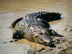 O specie de crocodil care trăiește în Asia se plimba prin Munții Făgăraș. Ce s-a descoperit - Foto: Profimedia Images/ Imagine cu caracter ilustrativ