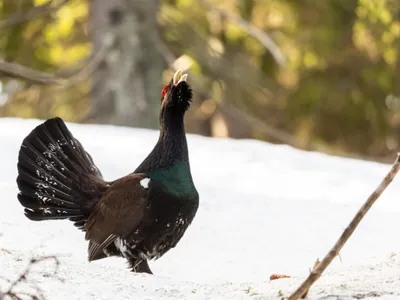 Cocoș de munte surprins în timpul dansului nupțial - Foto: Florin Coraș