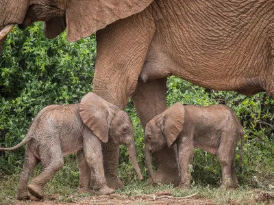 O femelă de elefant african din Kenya a născut gemeni. / Foto: Save the Elephants, Facebook