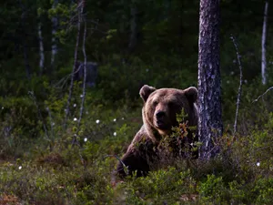 Bărbat, la un pas să fie sfâșiat de urs în pădure. A scos pușca și a tras, animalul a căzut secerat - Foto: Profimedia images - Caracter ilustrativ