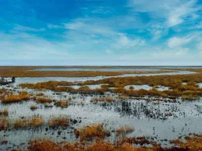 Mlaștină, imagine reprezentativă - Foto: Naturescu