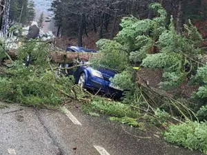 Un brad uriaș a căzut peste o mașină aflată în mers, la Azuga - Foto: ISU Prahova