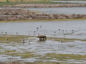 Delta Dunării, invadată de șacali aurii. Vânătorii primesc autorizație să extragă 350 de exemplare - Foto: Facebook/ARBDD - Administratia Rezervatiei Biosferei Delta Dunarii