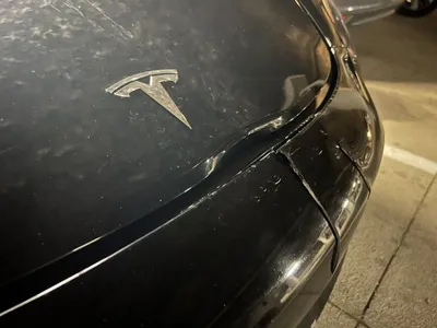 VIDEO O Tesla pe pilot automat a ucis o căprioară. Ciudăţenie la programarea service-ului maşinii - Foto: X/Paul S