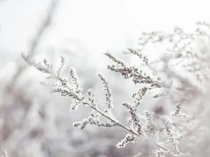 VREMEA Se întorc ninsorile și temperaturile scăzute. Care sunt zonele cu temperaturi de -12 grade Foto: Pexels (fotografie cu caracter ilustrativ)