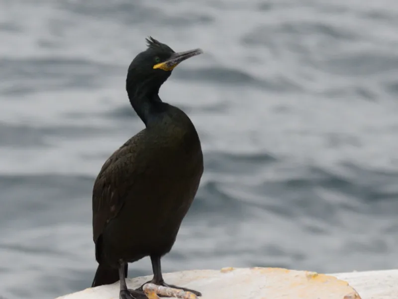 Cormoranul moțat/FOTO: sor.ro