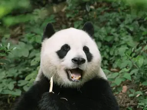 Urs panda - Foto: Pexels