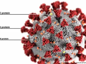 Imunitate limitată confirmată: anticorpii dispar după infectarea cu coronavirus