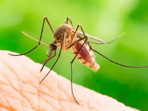 Încă două cazuri de meningită cu virus West-Nile în România. Unde a fost identificat - Foto: Arhivă / imagine cu caracter ilustrativ