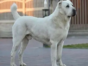 Turkmenistanul va avea o zi specială dedicată câinilor din rasa alabai/FOTO: 101dogbreeds.com