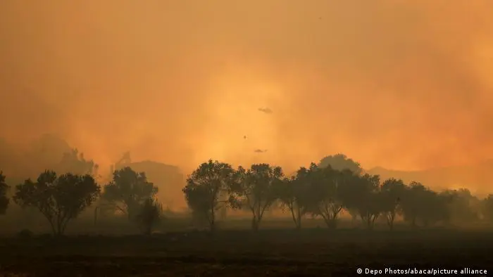 Cât timp va trece până se va regenera natura după incendiile devastatoare