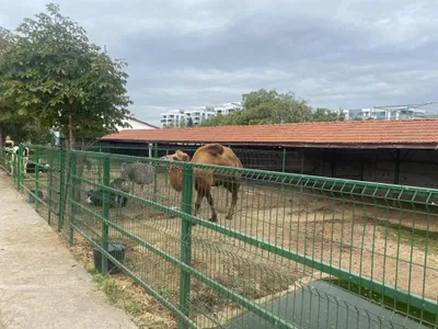 Descinder la Nuțu Cămătaru. Polițiștii căutau un cal furat dar au găsit un cangur alb și o cămilă Foto: Politia Romana