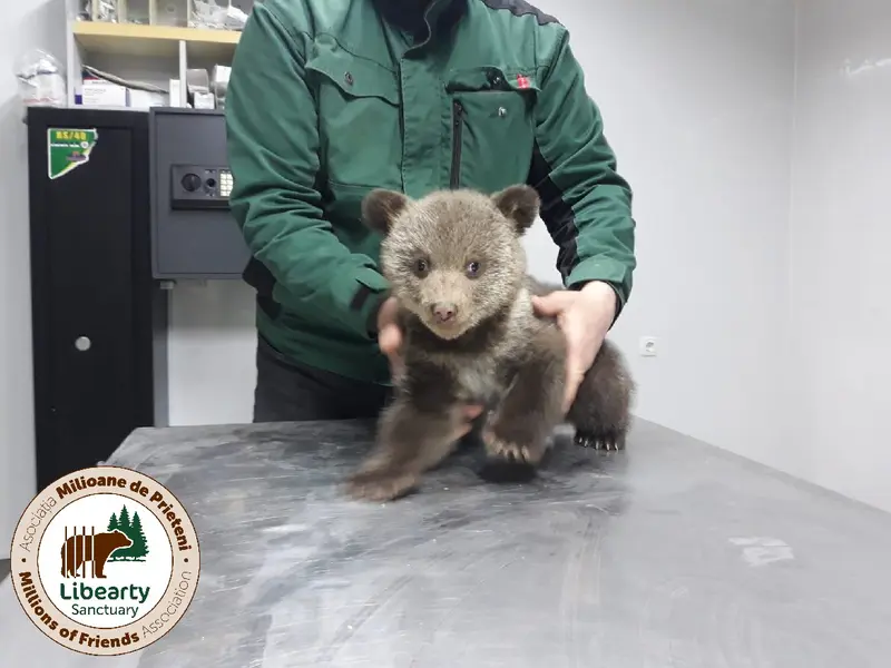 Puii erau deshidratați și nu voiau să mănânce. În prezent, se recuperează la sanctuarul de la Zărnești. Sursă imagine: facebook Libearty - Bear Sanctuary