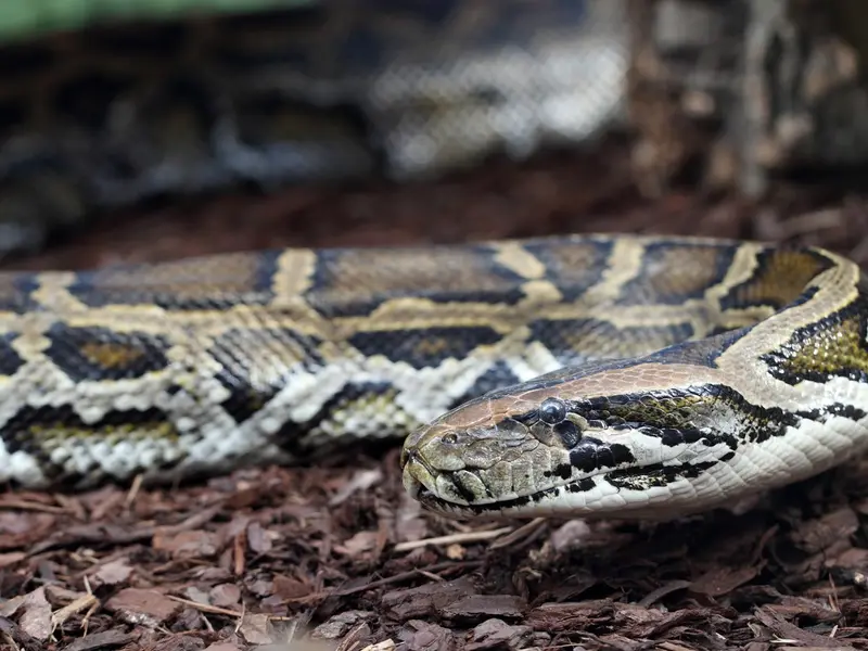 Un copil de 5 ani a supraviețuit miraculos după ce a fost atacat de un piton lung cât o mașină - FOTO: Profimedia