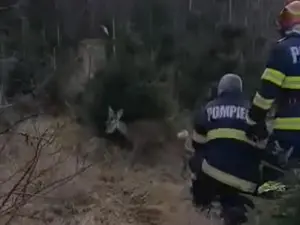 „Bambi”, salvat de pompierii din Petroșani. Puiul de căprioară a căzut într-un pârâu. / Foto: captura video