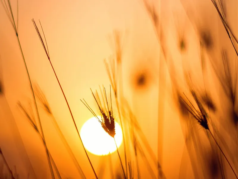 10 județe sunt sub cod galben de caniculă. FOTO: Pexels.com