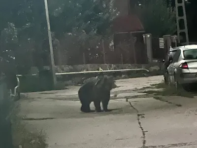 Alertă în Alba! Un urs se plimba printr-un oraș, un altul a fost văzut într-un sat - Foto: IJJ Alba