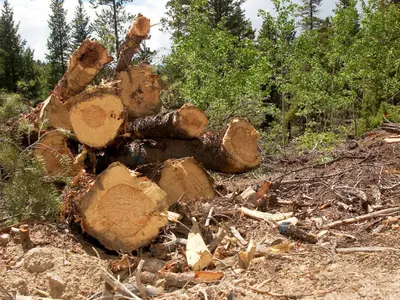 Un pădurar din Alba, reţinut pentru tăiere de arbori nemarcaţi şi valorificarea materialului lemnos. / Foto: digi24.ro