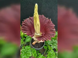 „Planta cadavru” a înflorit după 15 ani în Australia. Miroase a carne putrezită. Ce spun experții? - Foto: Foto: Facebook / Australian National Botanic Gardens