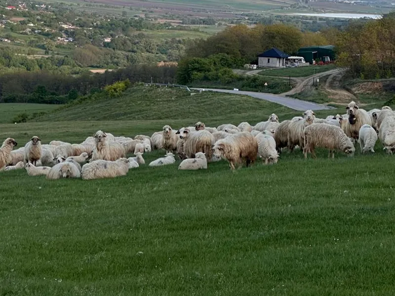 Nou focar de pesta micilor rumegătoare în România. Unde se întâmplă și ce spun fermierii? - Foto: Arhiva / imagine rol ilustrativ