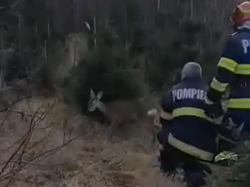 „Bambi”, salvat de pompierii din Petroșani. Puiul de căprioară a căzut într-un pârâu. / Foto: captura video