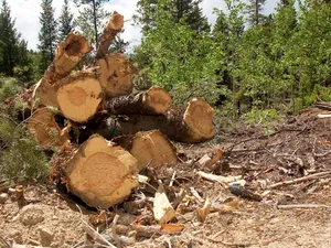 Un pădurar din Alba, reţinut pentru tăiere de arbori nemarcaţi şi valorificarea materialului lemnos. / Foto: digi24.ro