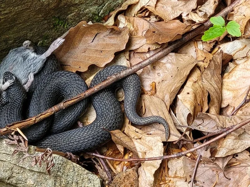 Vipera surprinsă de cei doi ingineri silvici - Foto: Facebook/Romsilva - Direcția Silvică Hunedoara